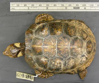 Media type: image; Herpetology R-12498